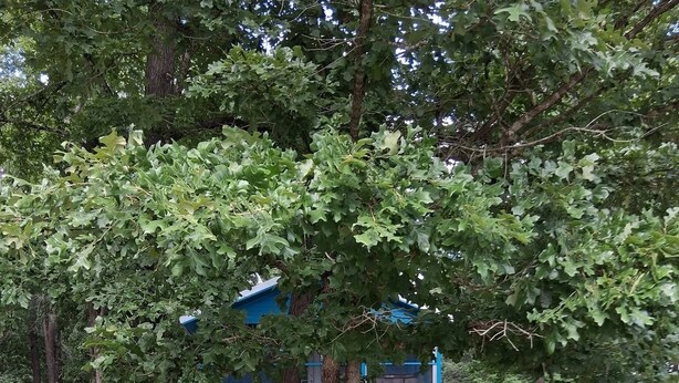 A blue building with a tree in front. - MONTHLY RENTAL, KING BED, HOT TUB, WIFI, KITCHEN, KENNARD TX. 159 HWY 7 #201 (Kennard)