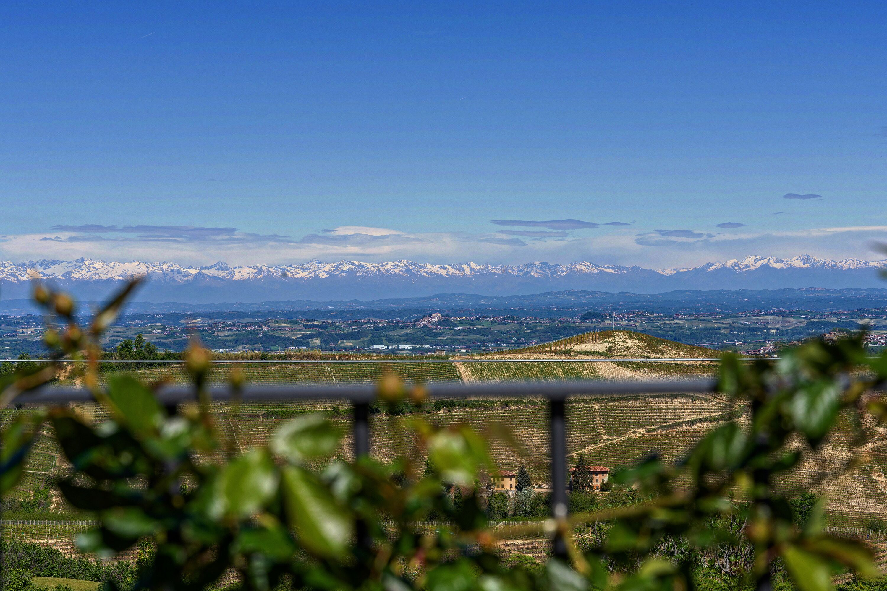 A vineyard with rows of grapevines and a distant mountain range under a clear sky.