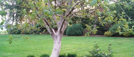 A tree with a white trunk and green foliage in a landscaped garden with trimmed bushes and a paved border.
