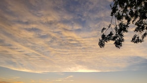 A beach scene with a sunset, waves, and a tree branch in the foreground.