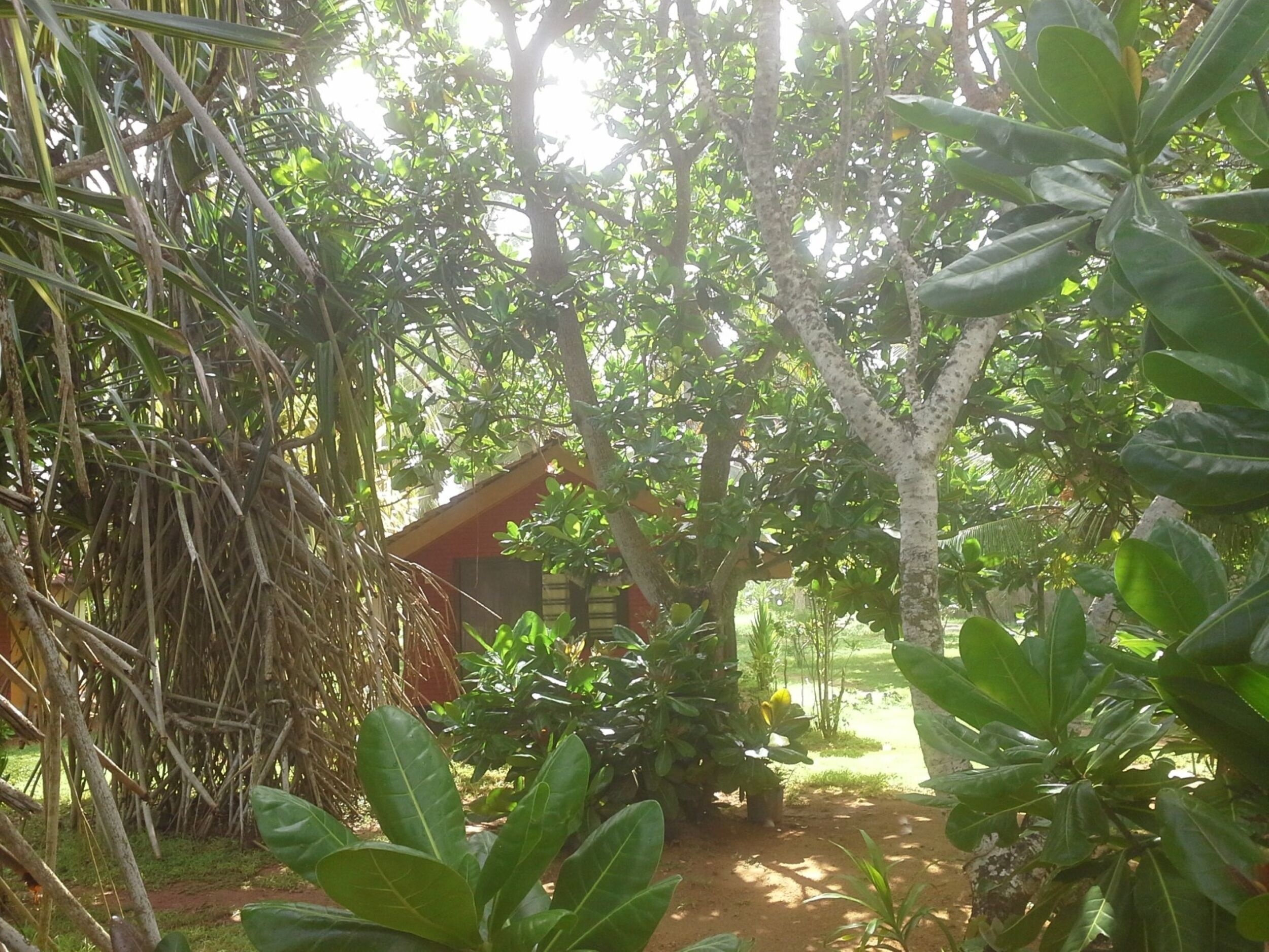 Uma estrutura rústica de madeira rodeada por folhagem densa e diversas plantas.