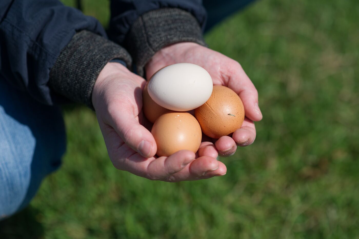 A person holding three eggs in their hands.