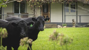 Two black cows in a grassy area with a house in the background. - Be amongst nature in the 1890s farmhouse - a time you will never forget. (Tugrabakh)