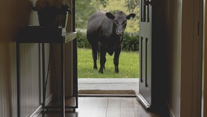 A doorway leading to a grassy area with a cow standing outside. - Be amongst nature in the 1890s farmhouse - a time you will never forget. (Tugrabakh)