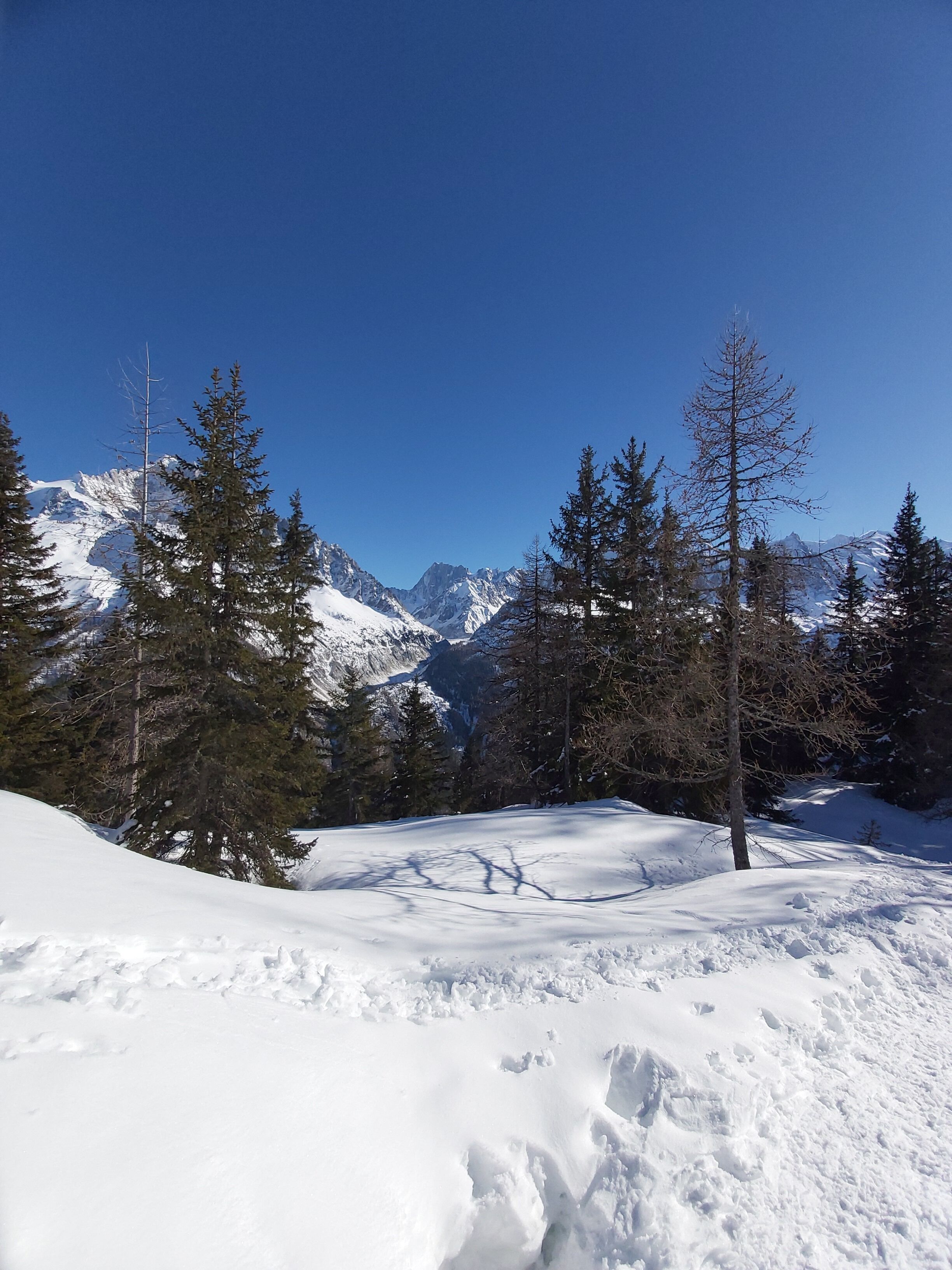 A snowy mountain landscape with evergreen trees and a clear blue sky.