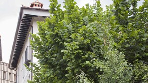 Een smalle stadstraat met een hoog gebouw en een groene hek.'