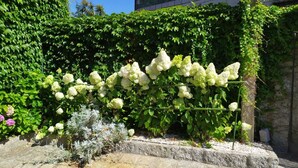 Ein Garten mit weißen Hortensienblüten, einer Steinmauer und einem Gebäude mit einer grün bewachsenen Fassade.