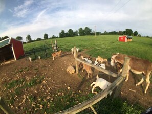 A fenced outdoor area with a red barn and a green field. - Peace and quiet of country living within minutes of city amenities.   (Scottsville)
