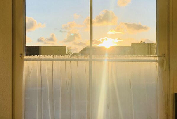 Interior - House cormorant - little seagull (Borkum)