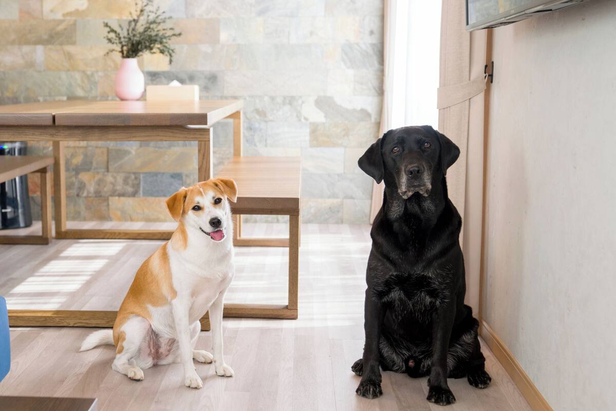 Una sala de estar moderna con una mesa de madera, un sofá azul y dos perros.