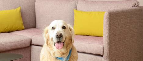 Un perro golden retriever sentado sobre una alfombra rosa en una sala de estar con un sofá rosa, almohadas amarillas y una obra de arte en la pared.
