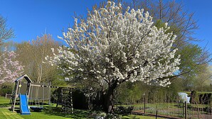 A tree with white blossoms, a playground with a slide, and a small shed in a park. - Ferienwohnung Teschow (Teterow)