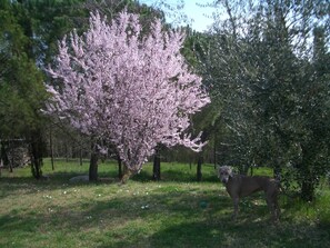Maison, 2 chambres, fumeur, balcon | Jardin