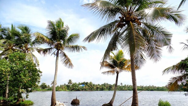A calm lake with palm trees and a boat. - Houseboat Cruise in the Backwaters of Kerala (Kottayam)