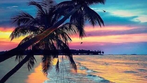Une scène de plage avec des palmiers et un hamac.
