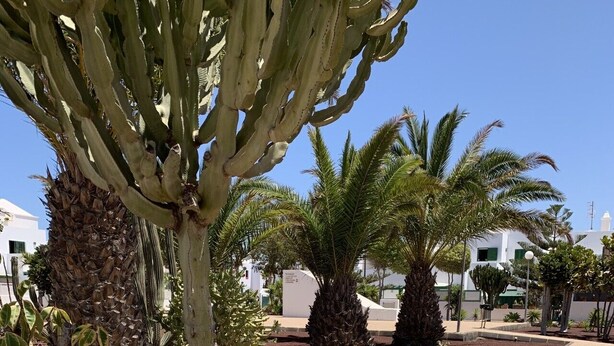 Un área ajardinada con un sendero de grava, palmeras y cactus.