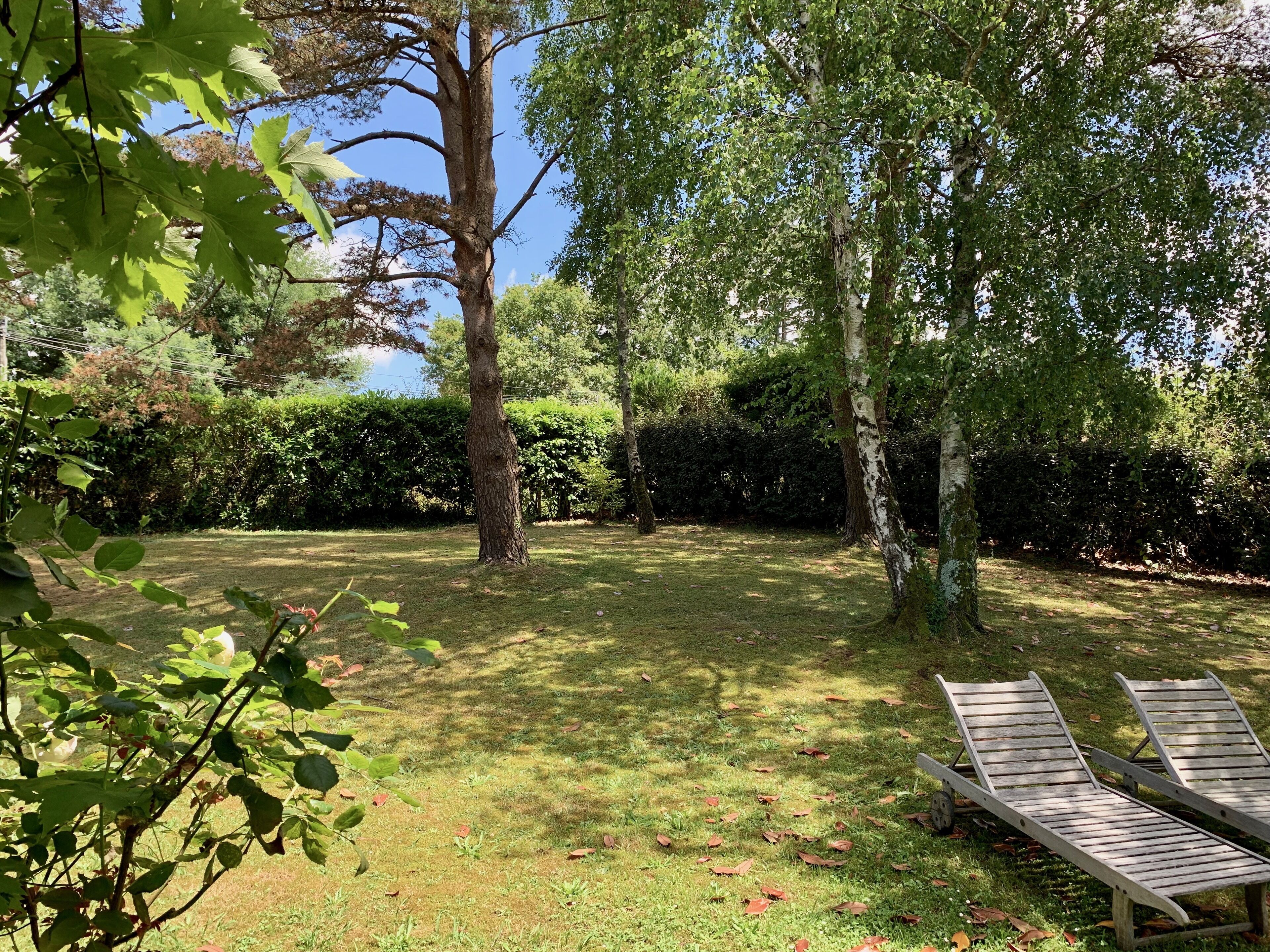 A grassy outdoor area with two wooden lounge chairs and a tree.