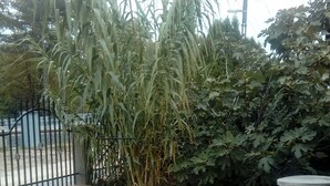Apartment, 1 Bedroom, Terrace, Garden View | BBQ/picnic area - Studio Apartment for 2-4 Persons (Balatonlelle)