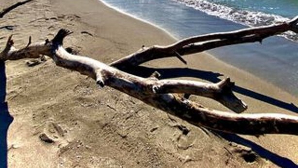 A beach with a clear sky, calm sea, and a fallen tree branch on the sand. - "la Casa Delle Bimbe" (Monteverdi Marittimo)