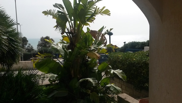 Vista de un jardín con plantas de hojas grandes y una valla azul.