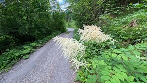 Un chemin de gravier bordé d’une végétation luxuriante.