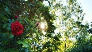 Un jardín con una rosa roja, un banco de madera y una valla de metal.