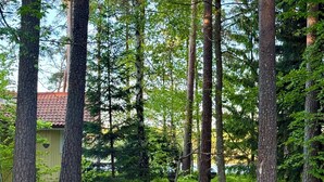 Ein bewaldetes Gebiet mit hohen Bäumen und einem Kiesweg.