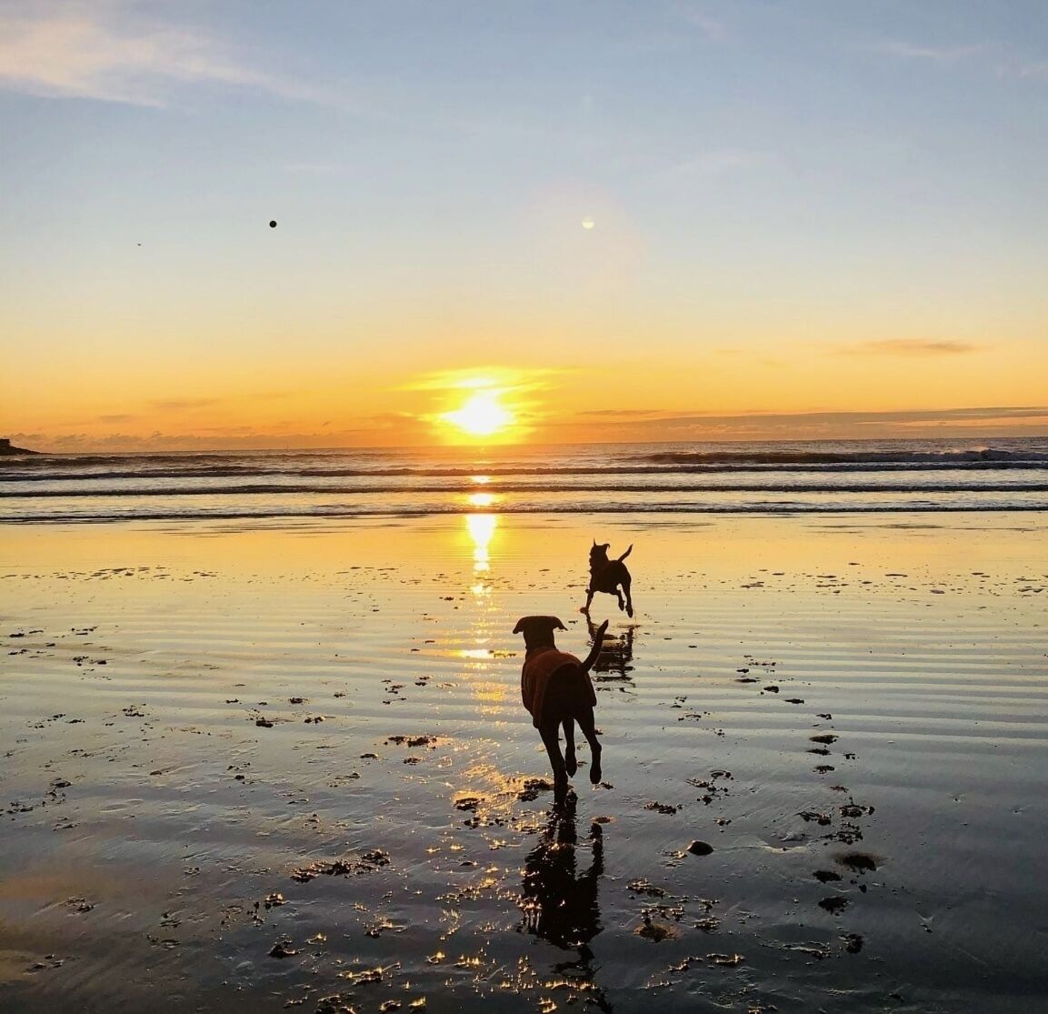Une scène de plage où l’on voit deux chiens courant le long du sable mouillé au coucher du soleil.