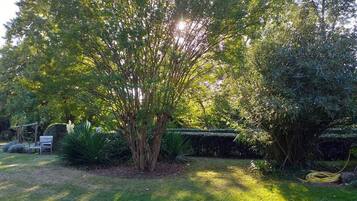 Een tuin met een grote boom, een bankje en verschillende struiken.