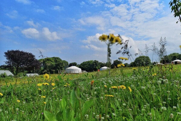 A grassy field with yurts and trees under a clear sky.