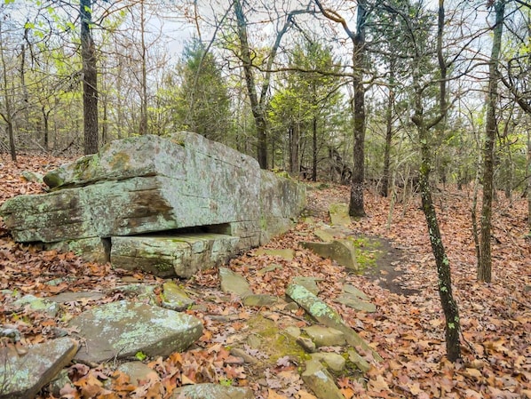 A forest with a large, moss-covered rock formation.