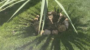 En agaveplanta i en kruka med långa, gröna blad, placerad i en trädgårdsmiljö.