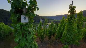 Khuôn viên nơi lưu trú