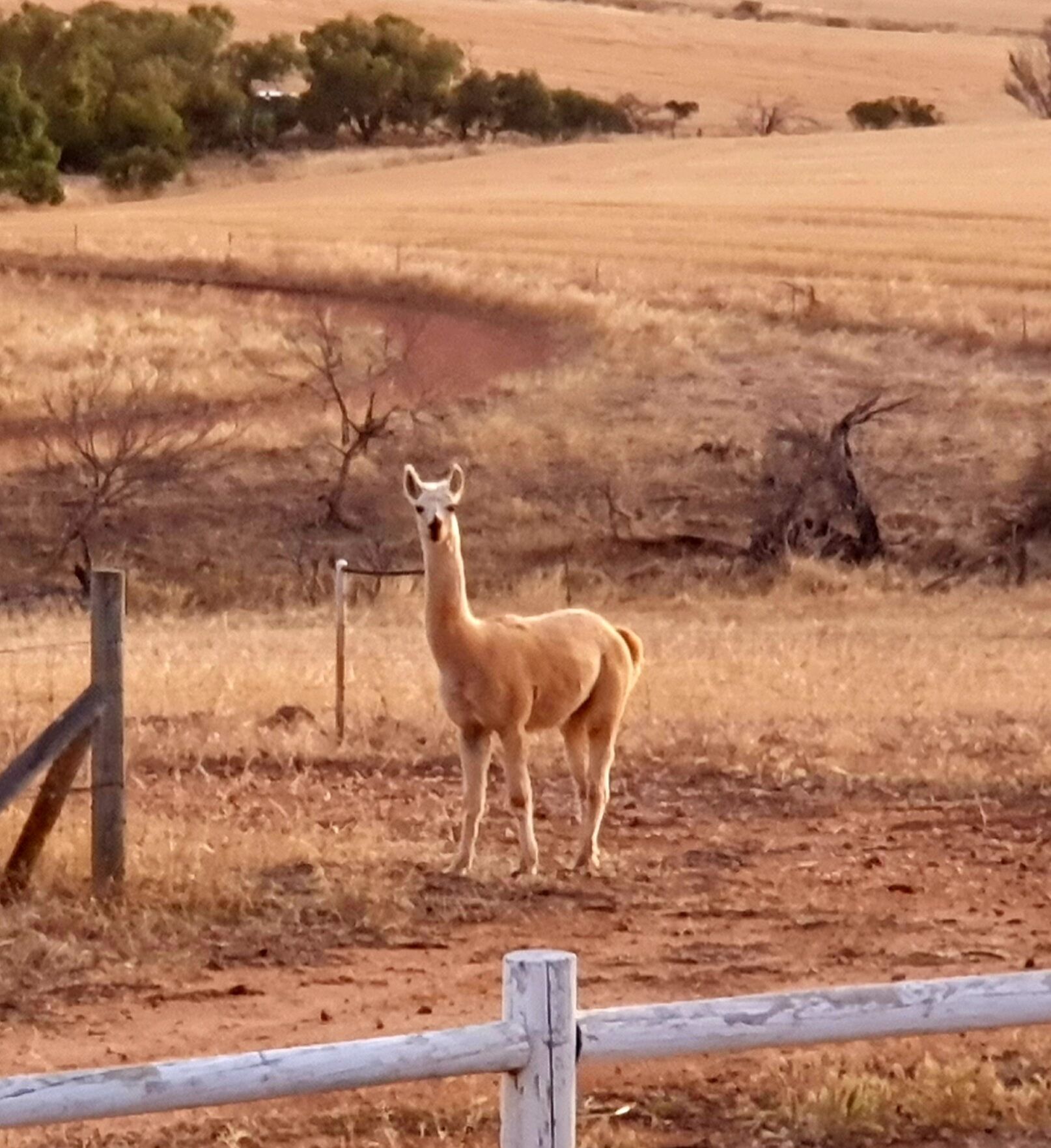 A llama standing in a dry, open field with sparse vegetation and a wooden fence in the foreground.