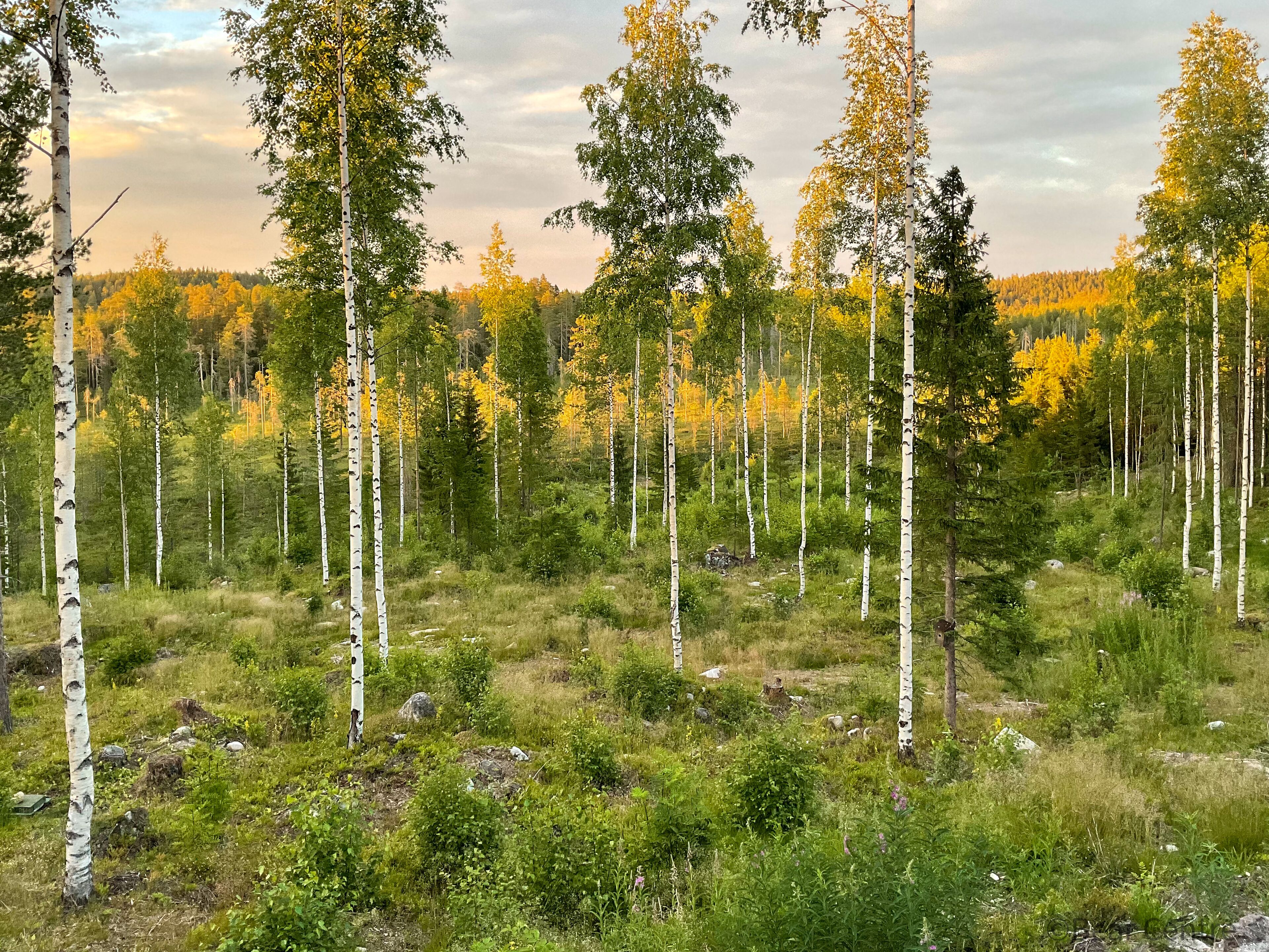 Cabana de luxe, 1 llit de matrimoni, vistes al parc, al costat d'un vessant | Vista des de l'habitació