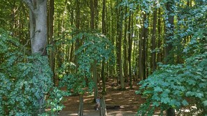 Eine Holztreppe führt in einen Wald.