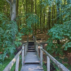 Eine Holztreppe führt in einen Wald.