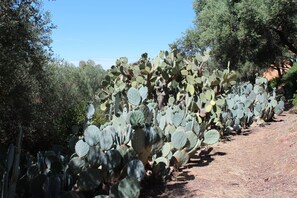 A cactus garden with a dirt path. - Large Studio No. 6 with Ocean View (Bormes-les-Mimosas)