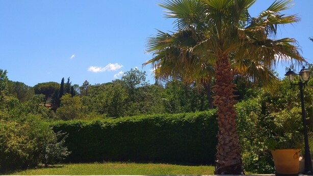 Blick auf einen Pool, eine Palme, strahlend blauen Himmel und einen Heckenstreifen im Hintergrund.