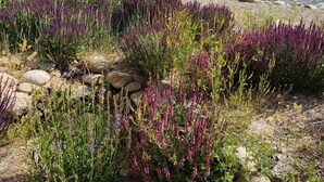 Un jardin au bord de la rivière, agrémenté de diverses plantes et d’une petite construction en bois.