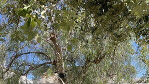 Una hamaca colgada de un árbol en un espacio verde con muros de piedra y un edificio al fondo.