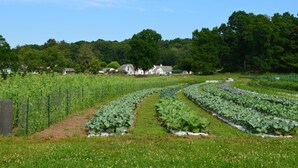 A garden with rows of leafy vegetables, a white building, and a forested hill in the background. - Rustic Lakeside Cabin at White Gate Farm (East Lyme)