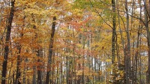 Un sentier forestier bordé d’arbres aux feuilles d’automne aux couleurs flamboyantes.