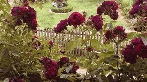 A garden with roses and a wooden fence. - Ferienwohnung Immergrün (Görisried)
