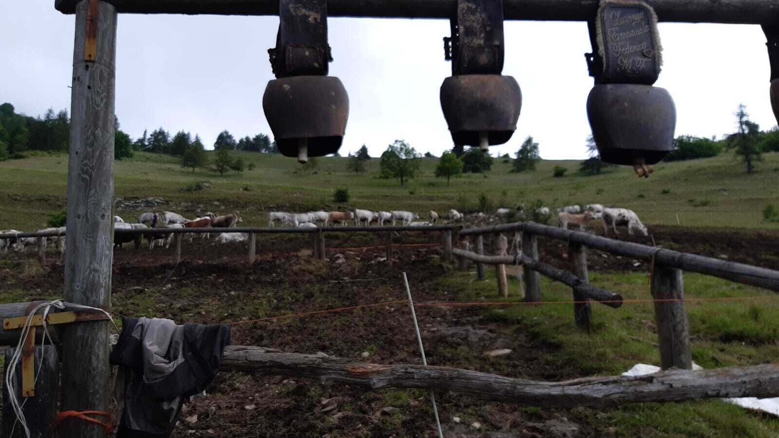 En landlig gård med et indhegnet område med får og geder.