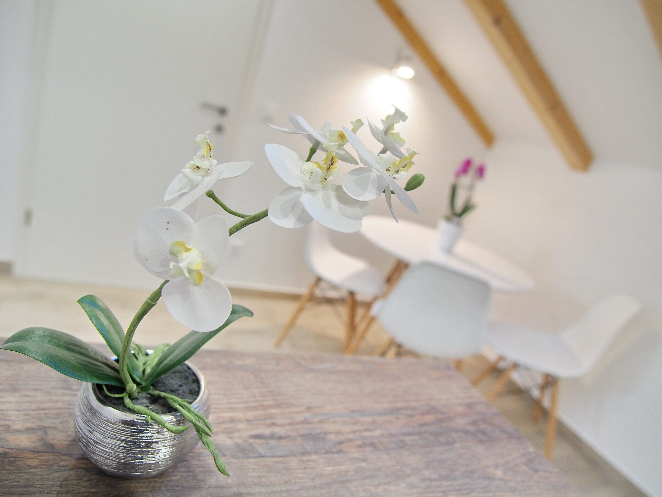 Una pianta di orchidea in vaso su un tavolo di legno, in una stanza con una sedia bianca e un tavolino rotondo sullo sfondo.