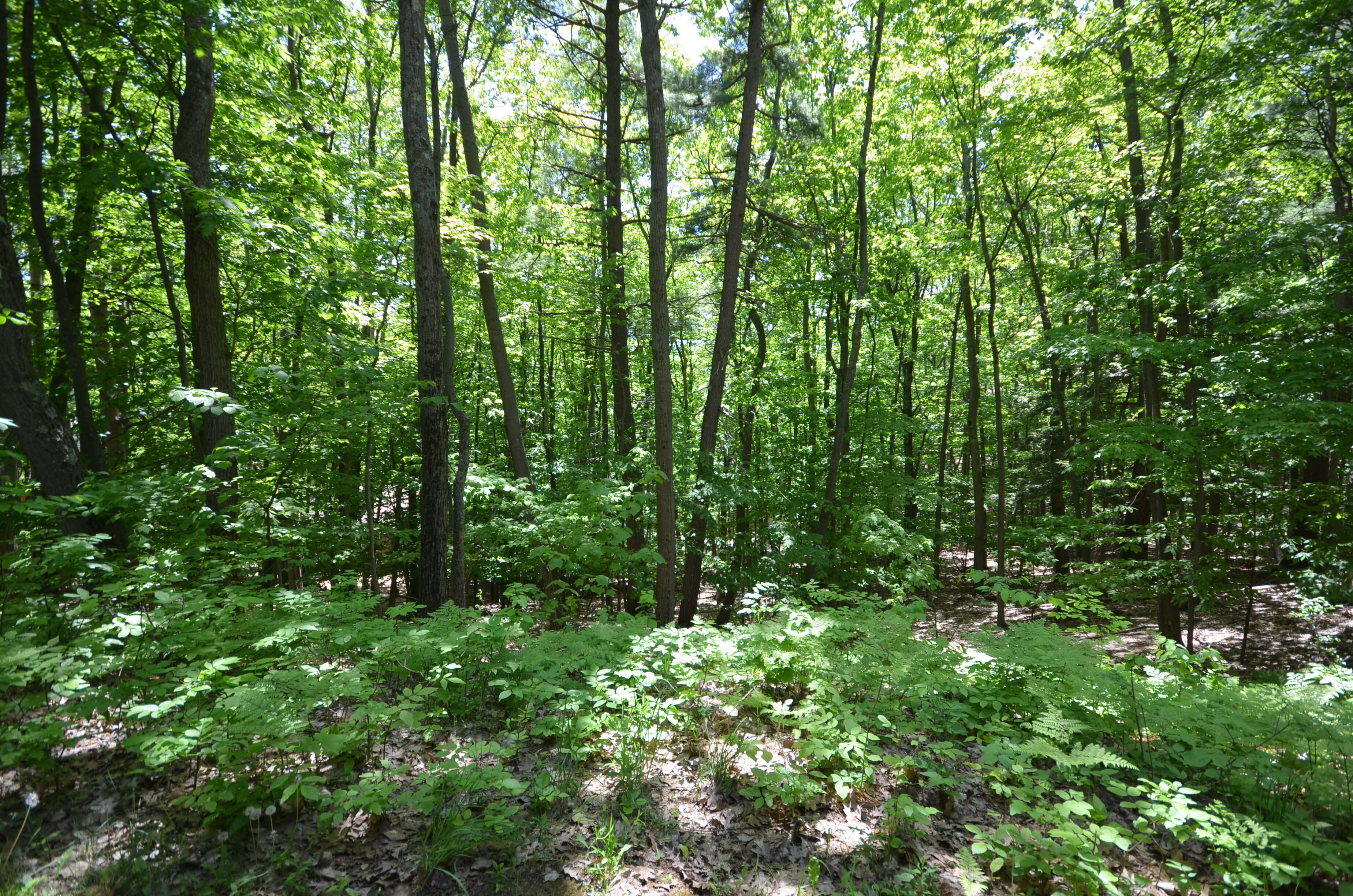 A dense forest with tall trees and undergrowth.