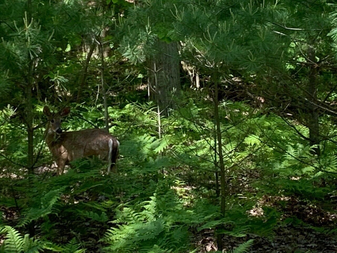 A deer in a forested area with dense foliage and trees.