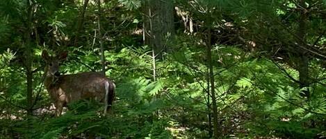 A deer in a forested area with dense foliage and trees.