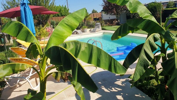 Een zwembadgedeelte met ligbedden en parasols, omgeven door grote bananenbladeren.